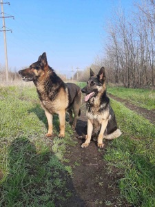 Цуценята німецької вівчарки