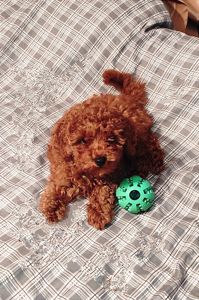 Хлопчик Той Пудель Ред Браун з документами клубу