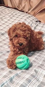 Хлопчик Той Пудель Ред Браун з документами клубу