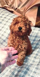 Хлопчик Той Пудель Ред Браун з документами клубу