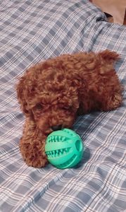 Хлопчик Той Пудель Ред Браун з документами клубу