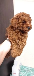 Хлопчик Той Пудель Ред Браун з документами клубу