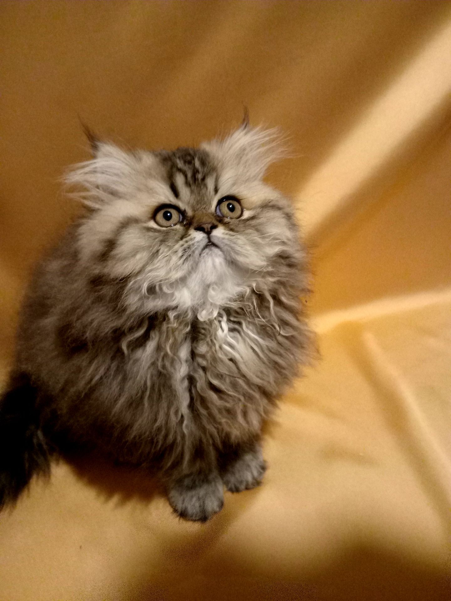 Чарівна персидська дівчинка