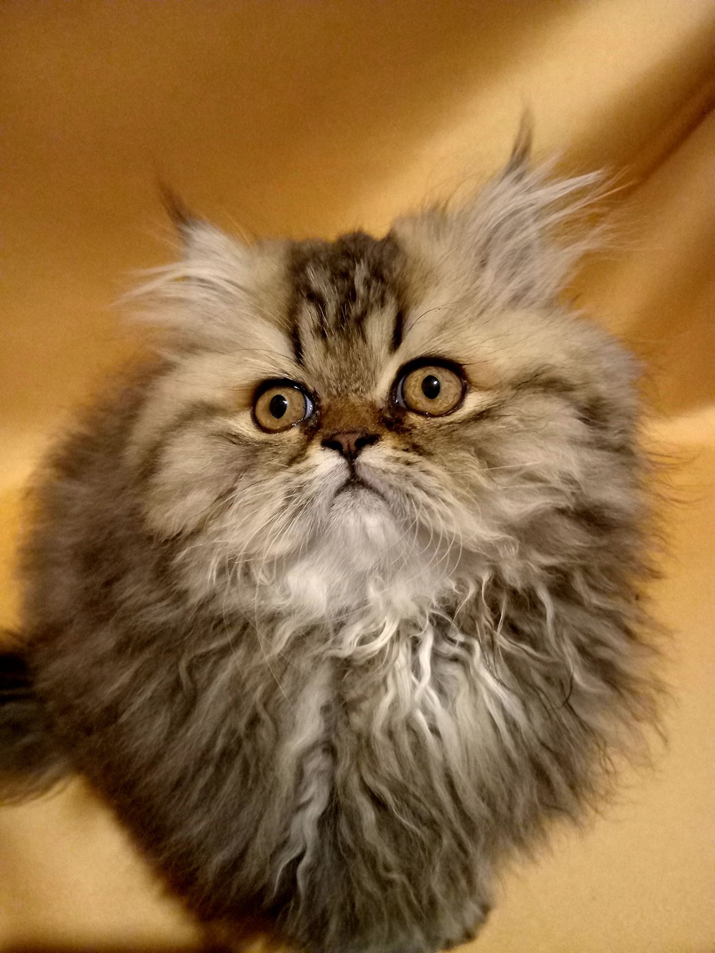 Чарівна персидська дівчинка