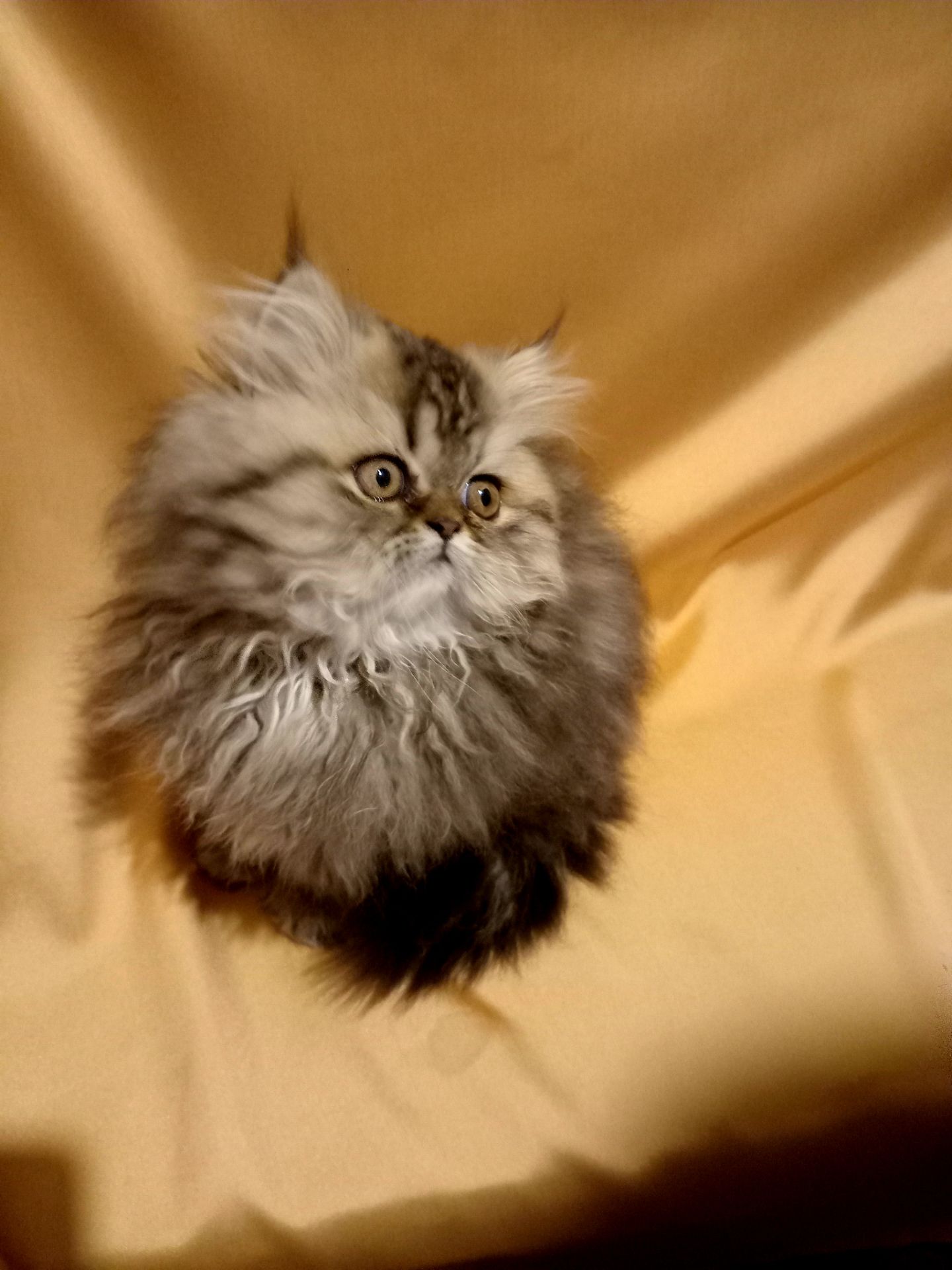 Чарівна персидська дівчинка