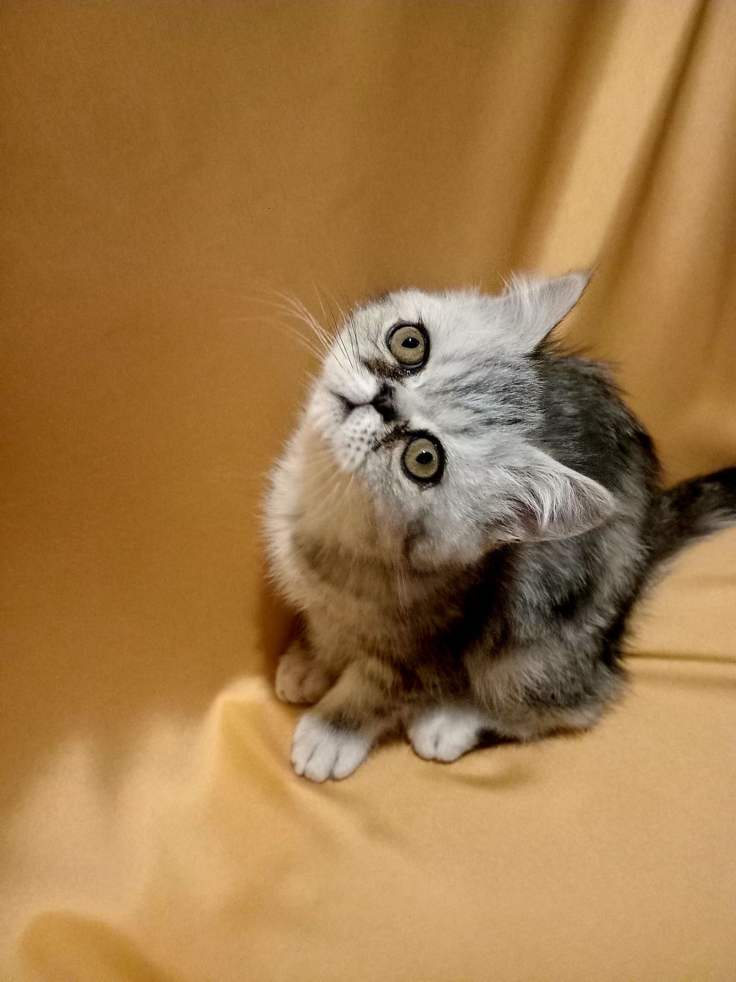 Ласкаве кошеня екзот