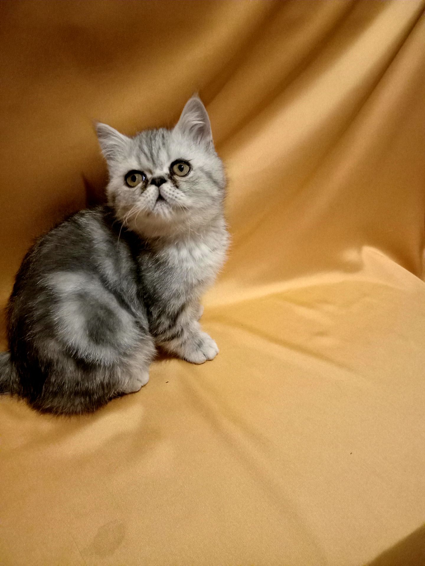 Ласкаве кошеня екзот