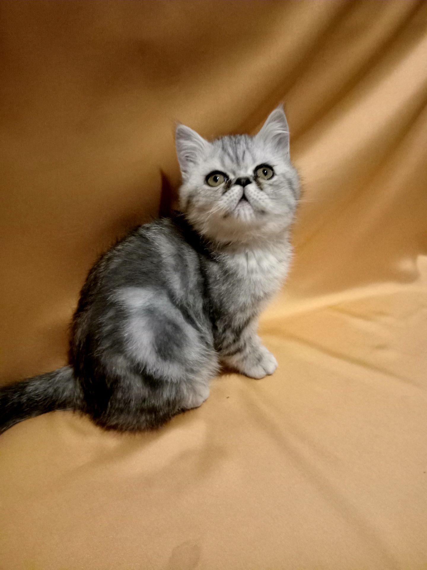 Ласкаве кошеня екзот