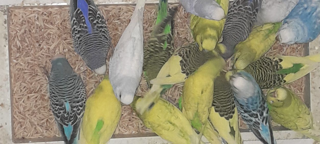 Продам хвилястих папуг