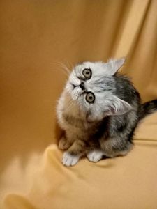 Ласкаве кошеня екзот