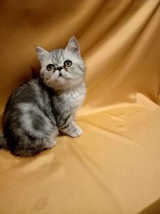 Ласкаве кошеня екзот