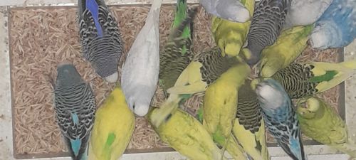 Продам хвилястих папуг