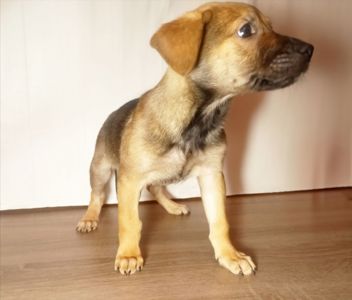 Цуценята в люблячу родину