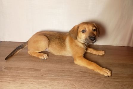 Цуценята в люблячу родину