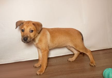 Цуценята дівчата в люблячу родину