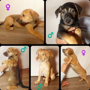 Цуценята в люблячу родину