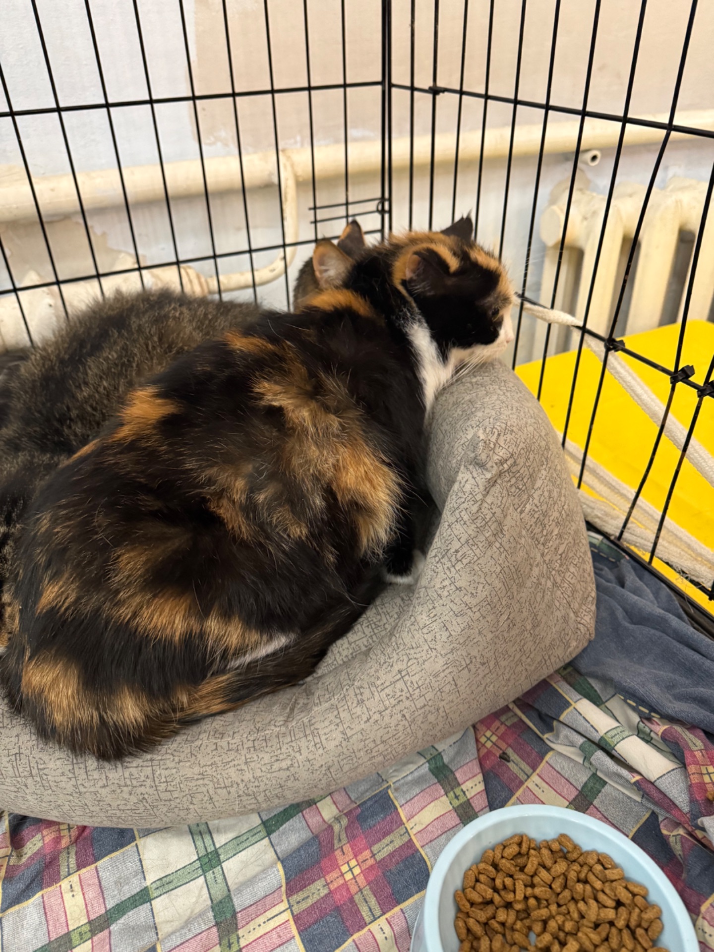 Красуня Мєрлін