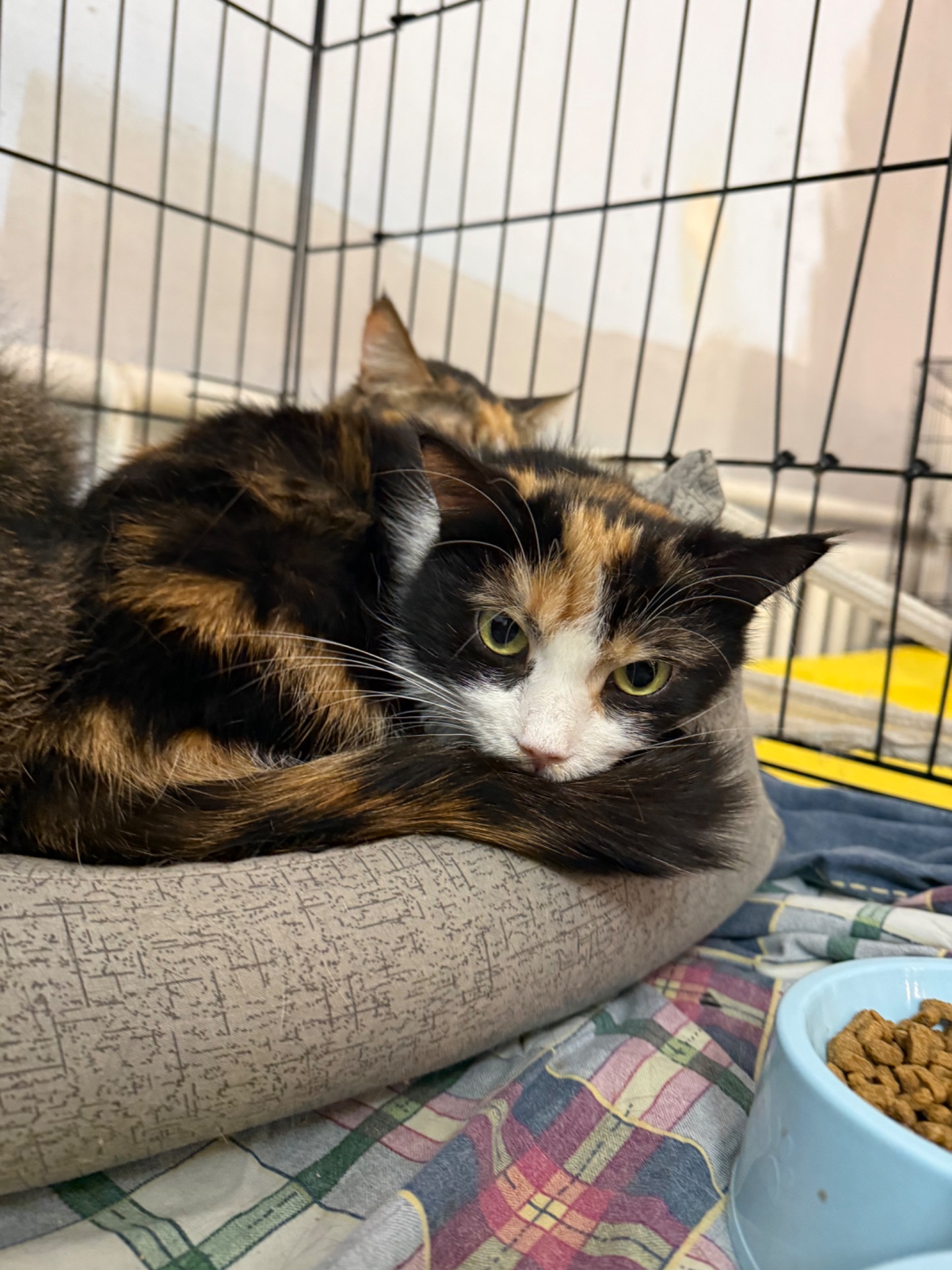 Красуня Мєрлін