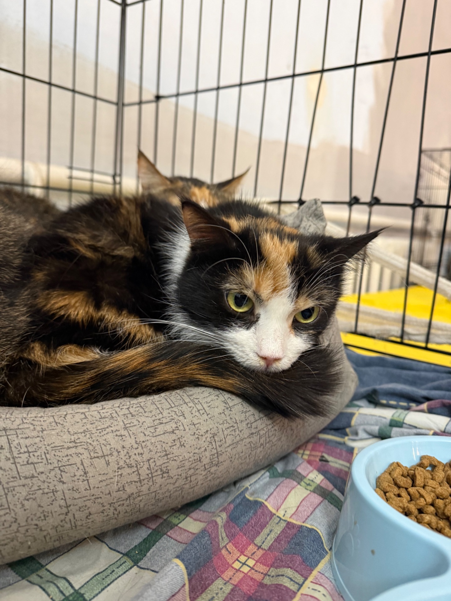 Красуня Мєрлін