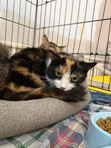 Красуня Мєрлін