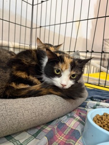 Красуня Мєрлін