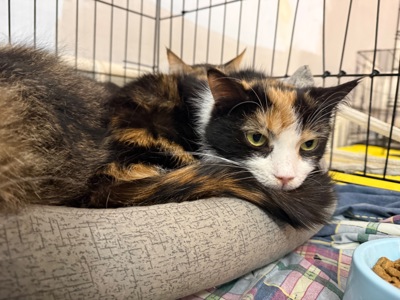 Красуня Мєрлін