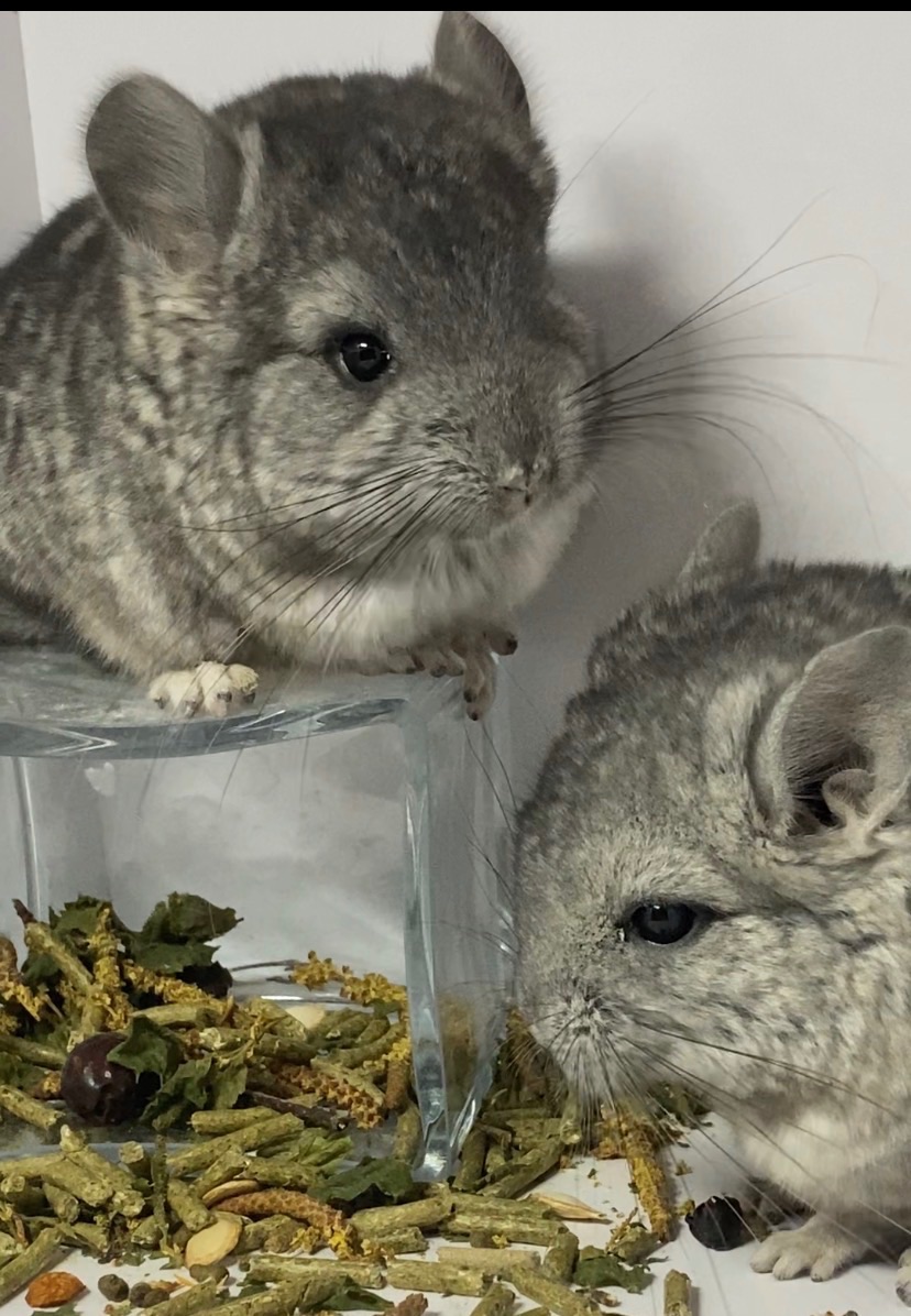 Шиншиллы малыши для брони