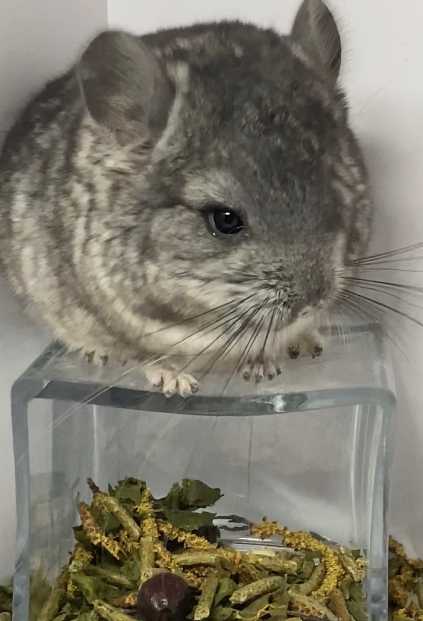 Шиншиллы малыши для брони