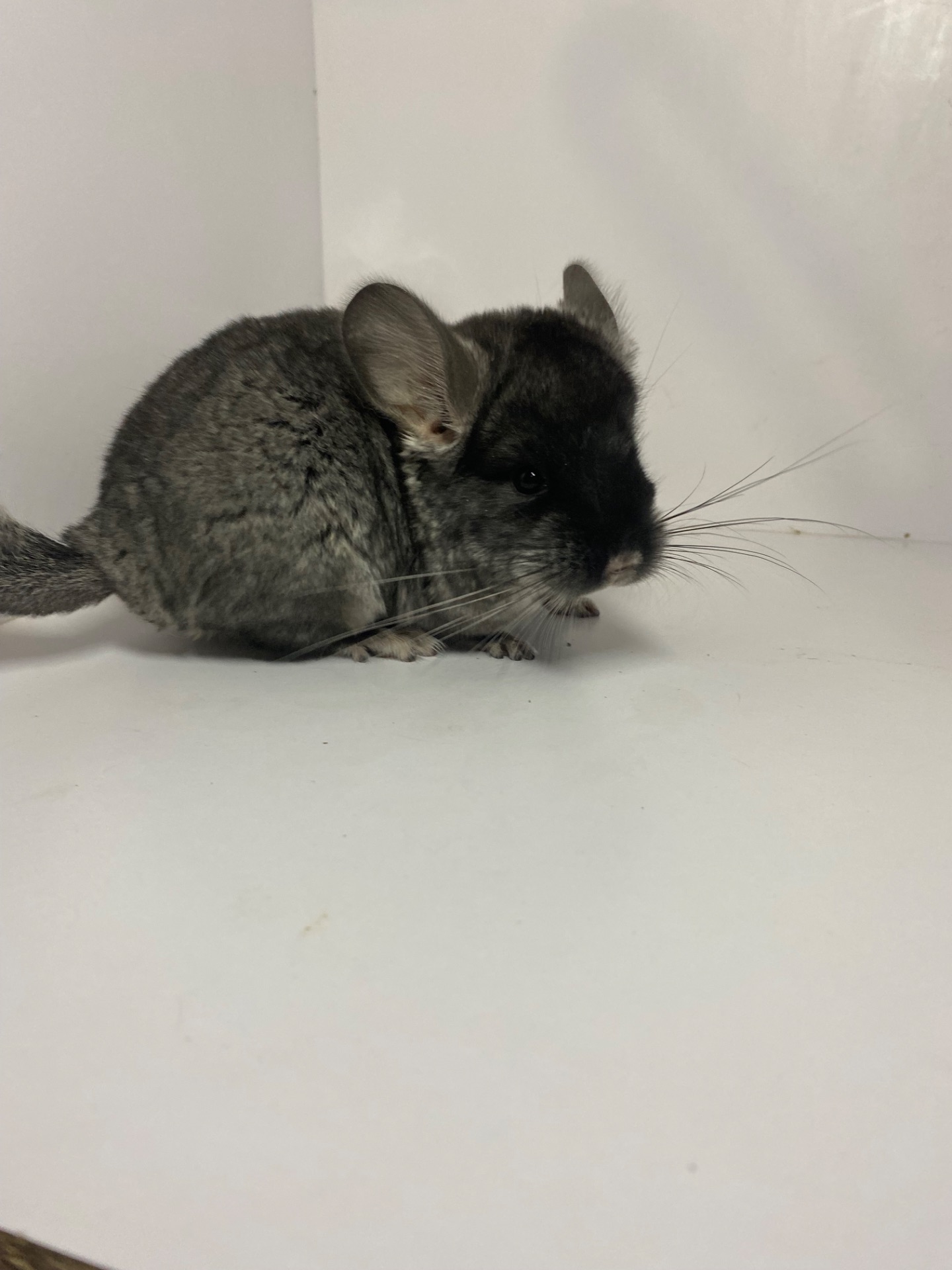 Шиншилла черный бархат мальчик