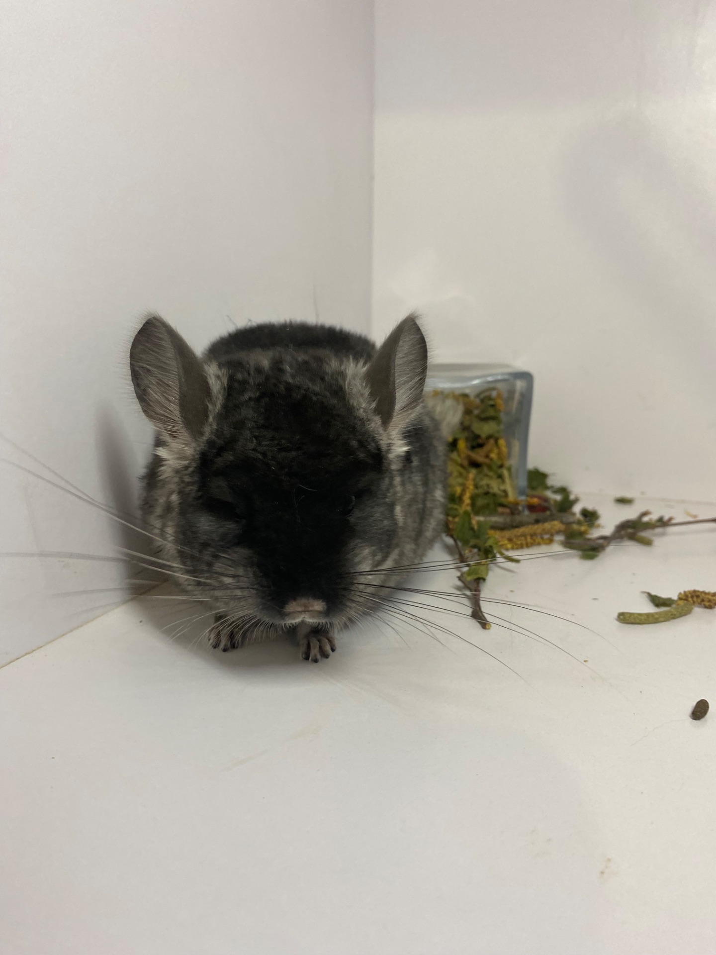 Шиншилла черный бархат мальчик