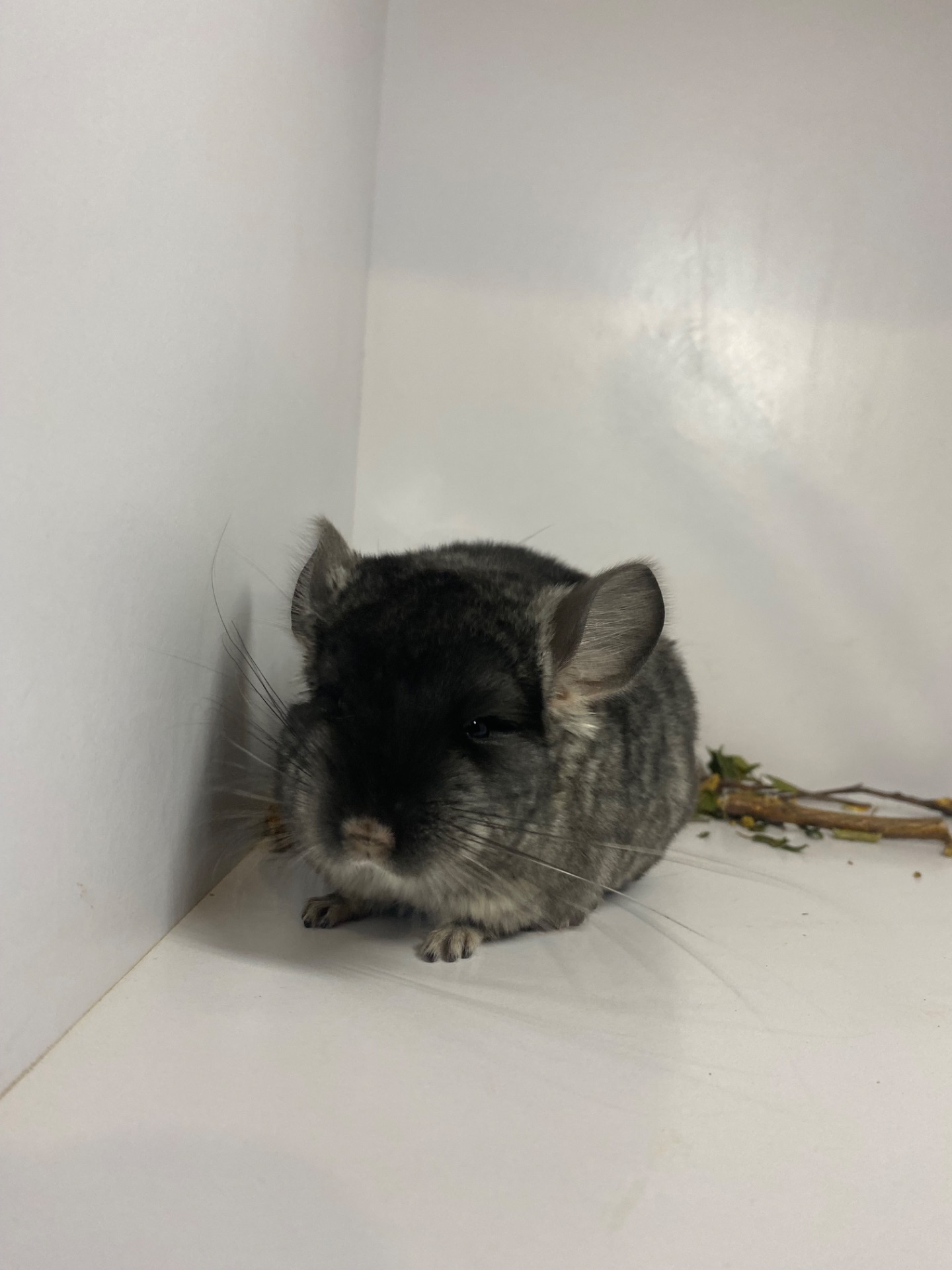 Шиншилла черный бархат мальчик