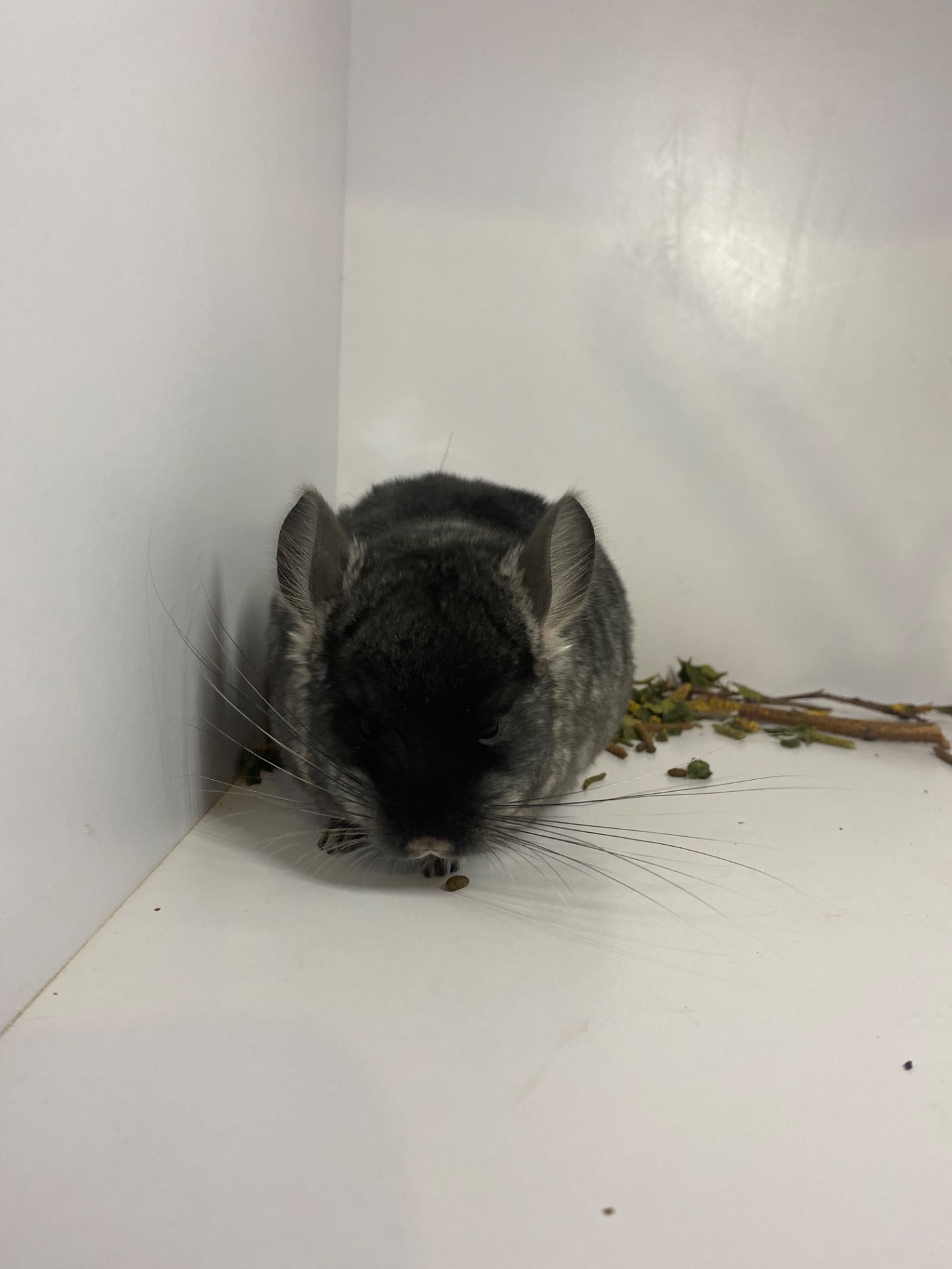 Шиншилла черный бархат мальчик