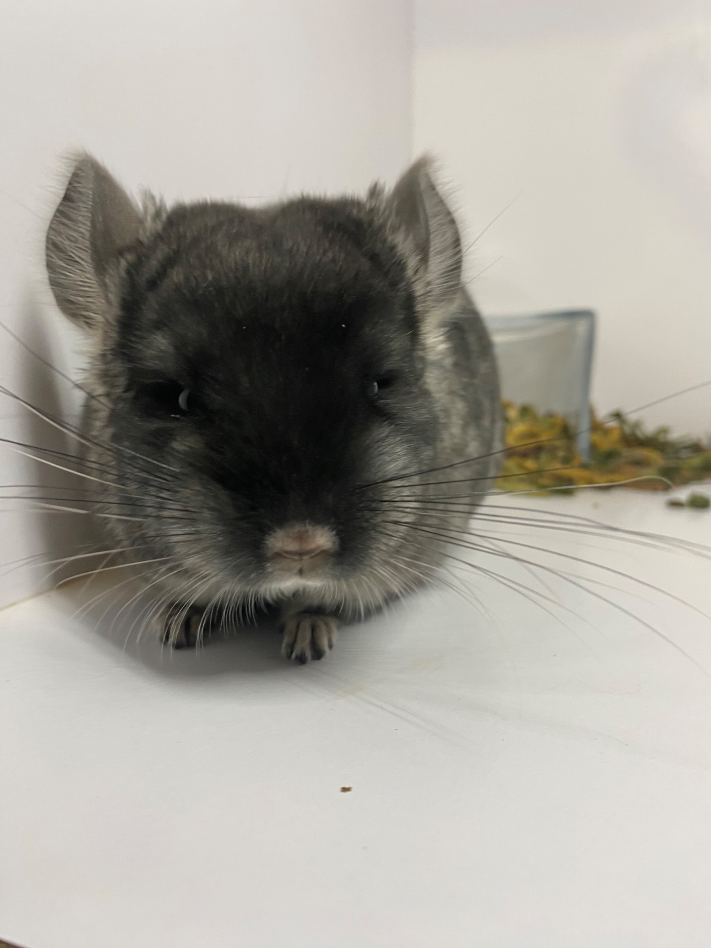 Шиншилла черный бархат мальчик