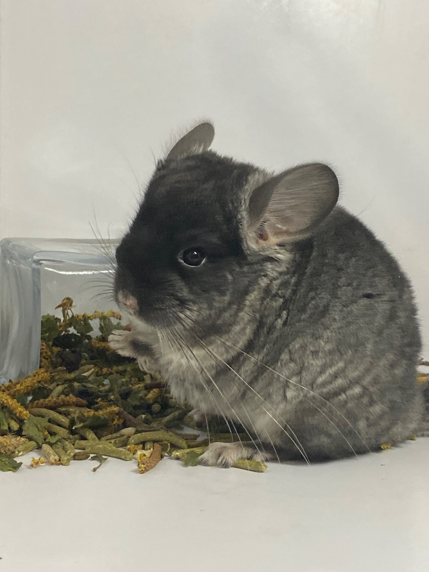 Шиншилла черный бархат мальчик