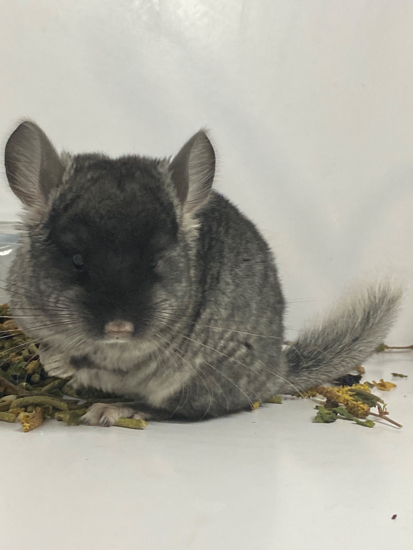 Шиншилла черный бархат мальчик