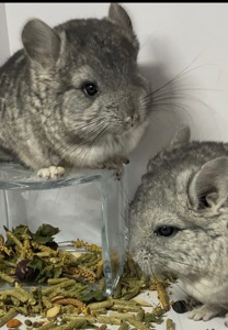 Шиншиллы малыши для брони