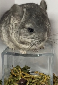 Шиншиллы малыши для брони