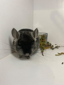 Шиншилла черный бархат мальчик