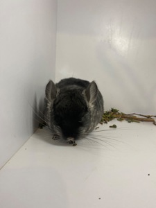 Шиншилла черный бархат мальчик