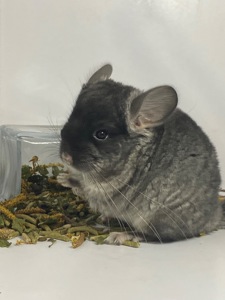 Шиншилла черный бархат мальчик