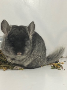 Шиншилла черный бархат мальчик