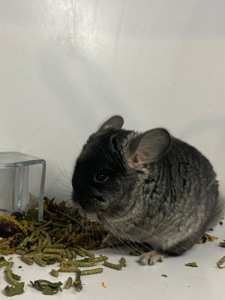 Шиншилла черный бархат мальчик