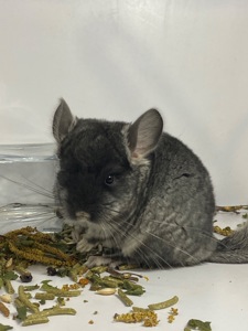 Шиншилла черный бархат мальчик