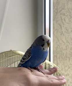 Хвилястий папужка