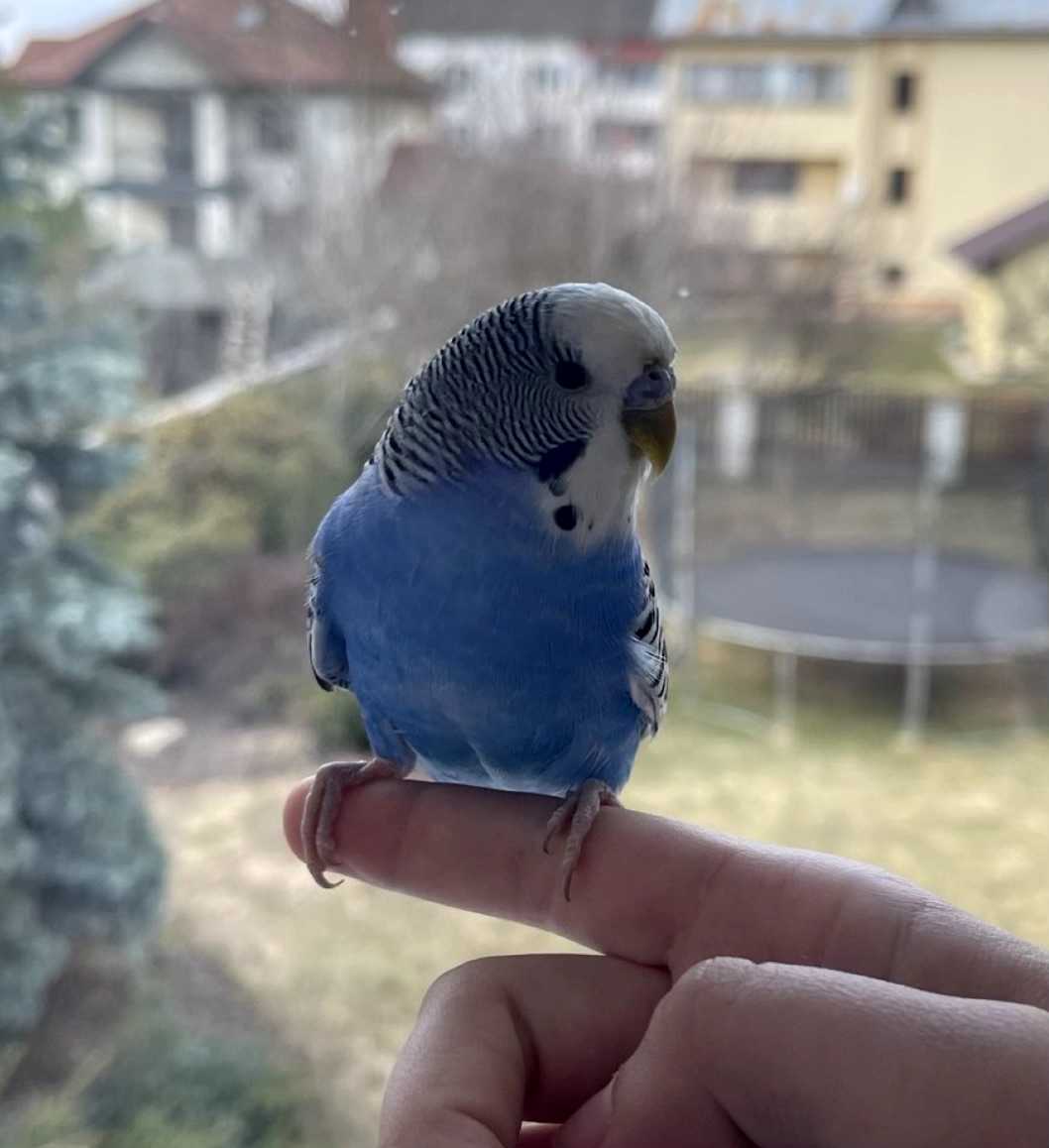 Хвилястий папужка