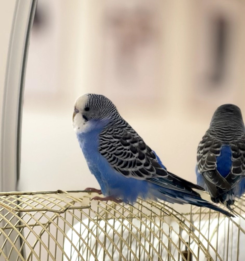 Хвилястий папужка