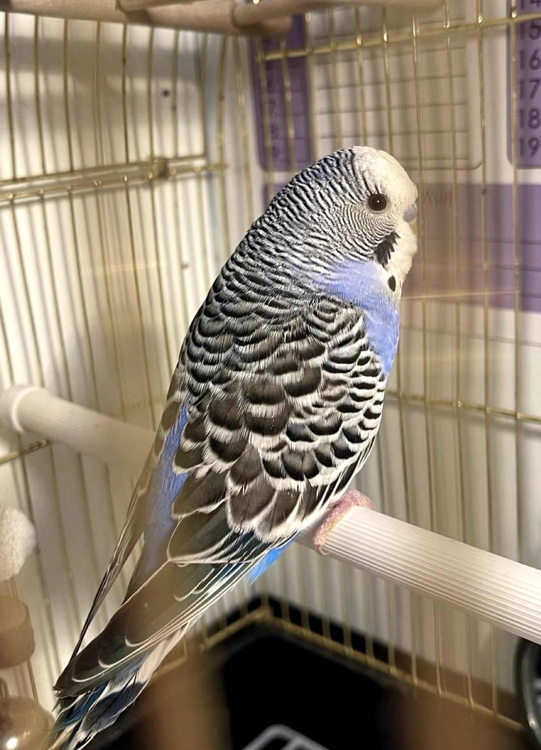 Хвилястий папужка