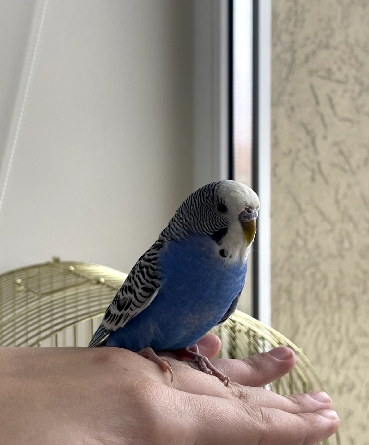 Хвилястий папужка