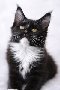 ✨ Котята Мейн Кун из профессионального питомника ищут любящие семьи ✨