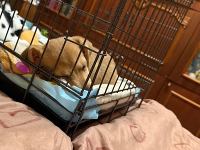 Джеко расл терьер переводняк